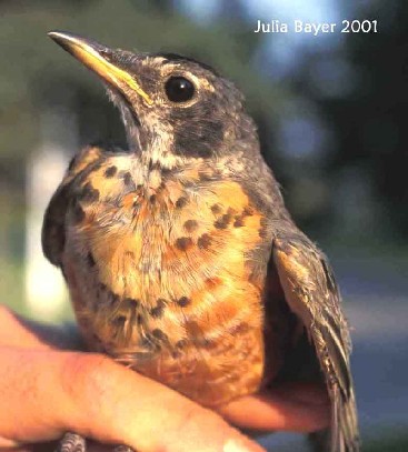 Foto: American Robin