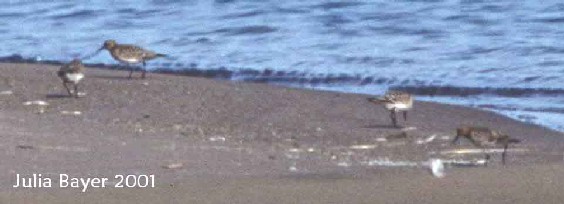 Foto: Baird's Sandpiper