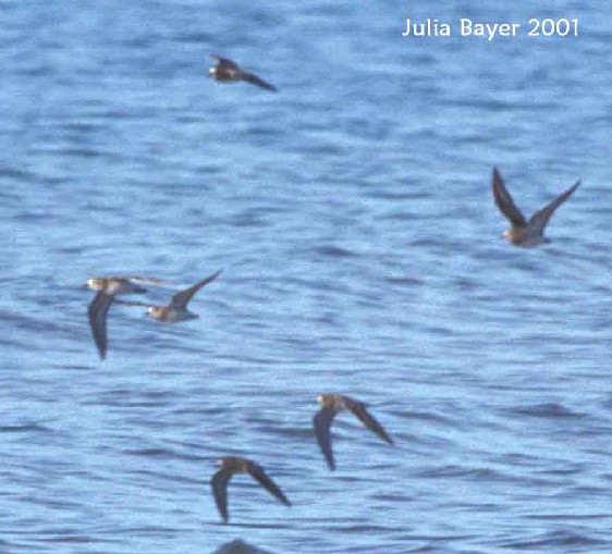 Foto: Baird's Sandpiper