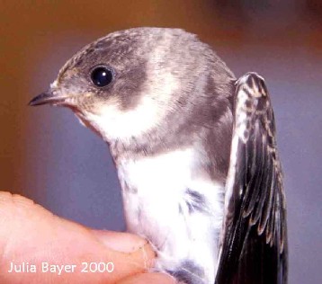 Foto: Bank Swallow