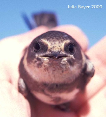 Foto: Bank Swallow