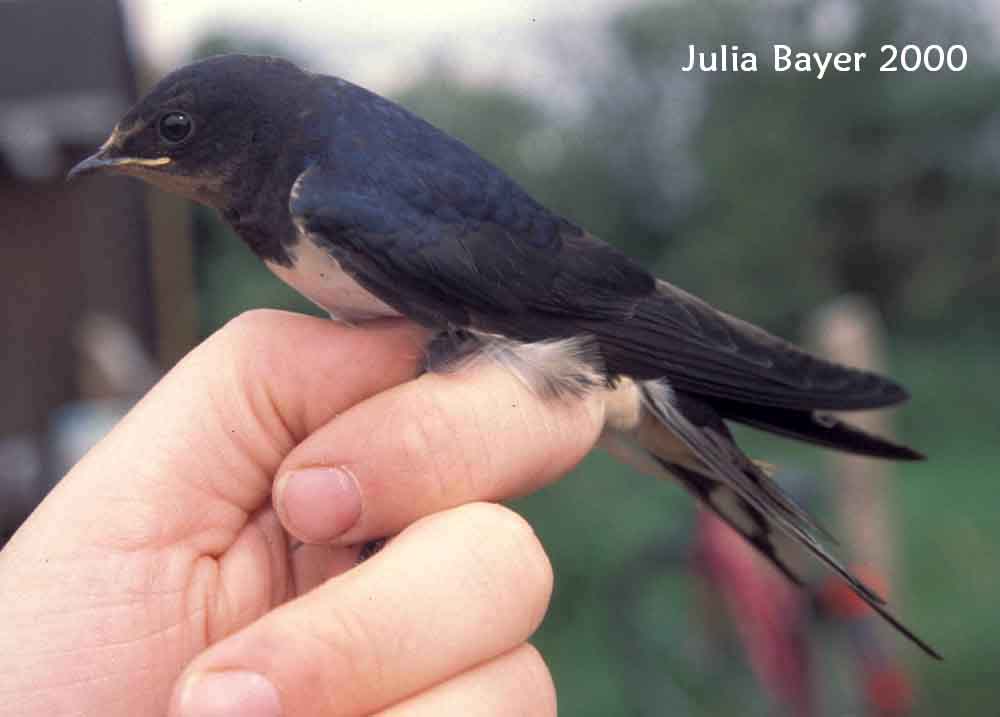 Foto: Barn Swallow