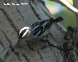 Foto: Black-and-white Warbler