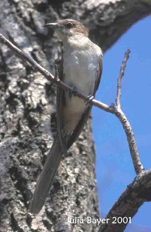 Foto: Black-billed Cuckoo