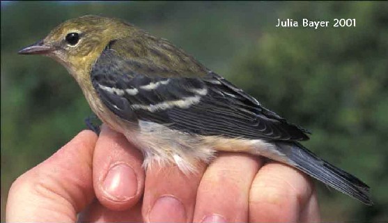 Foto: Bay-breasted Warbler