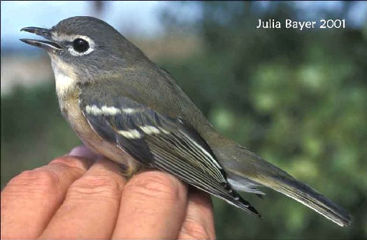 Foto: Blue-headed Vireo