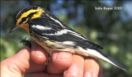 Foto: Blackburnian Warbler