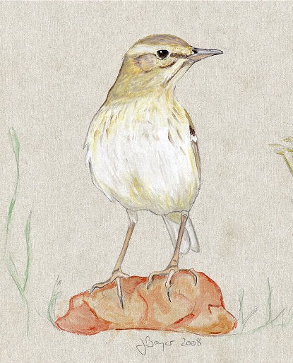 Brachpieper Tawny Pipit