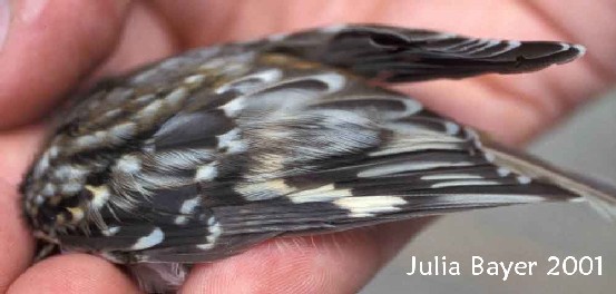 Foto: Brown Creeper