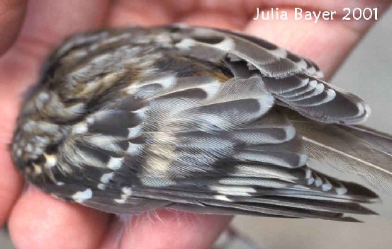 Foto: Brown Creeper