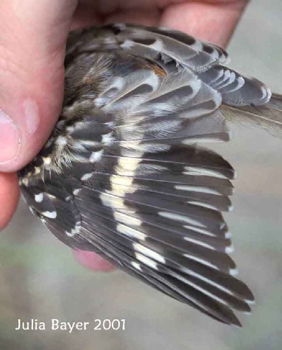 Foto: Brown Creeper