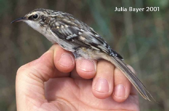 Foto: Brown Creeper