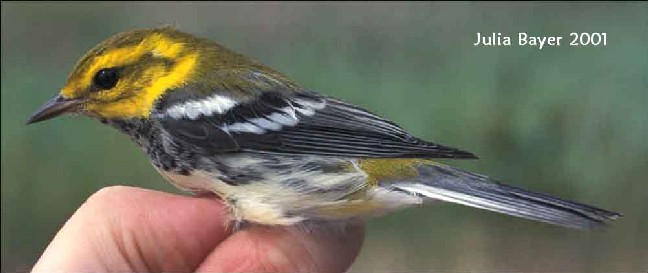 Foto: Black-throated Green Warbler