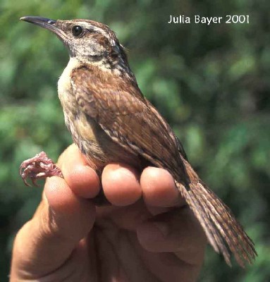 Foto: Carolina Wren