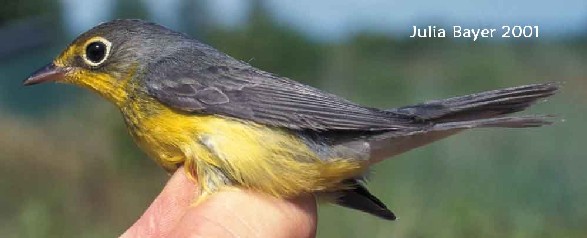 Foto: Canada Warbler