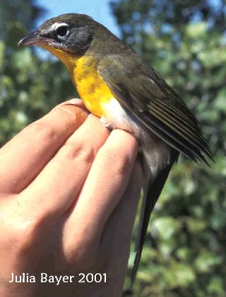 Foto: Yellow-breasted Chat