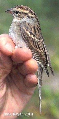 Foto: Chipping Sparrow