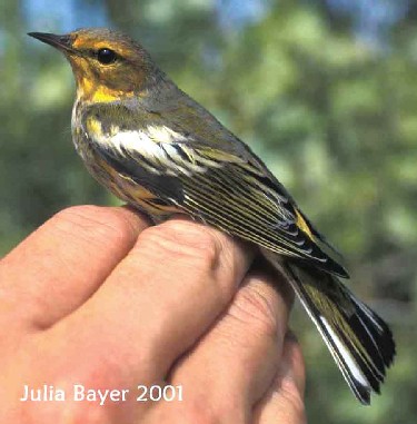 Foto: Cape May Warbler