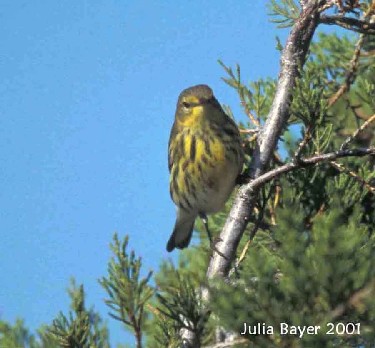 Foto: Cape May Warbler