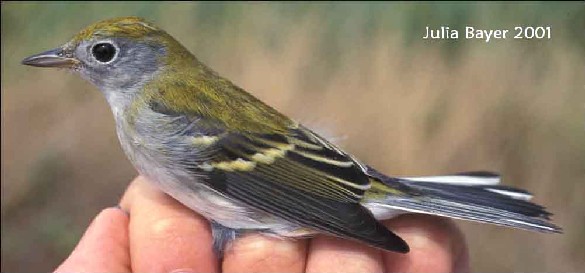 Foto: Chestnut-sided Warbler