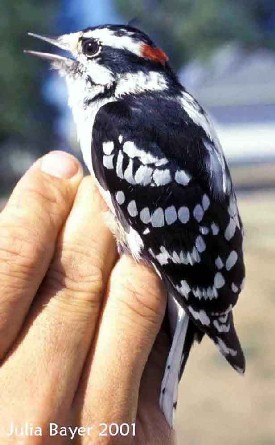 Foto: Downy Woodpecker