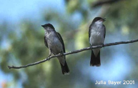 Foto: Eastern Kingbird