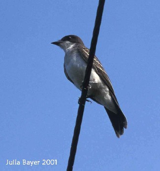 Foto: Eastern Kingbird