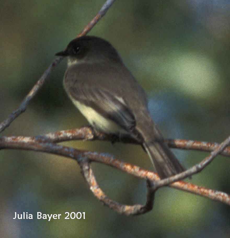 Foto: Eastern Phoebe