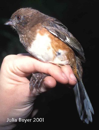 Foto: Eastern Towhee