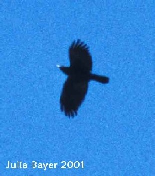 Foto: Fish Crow