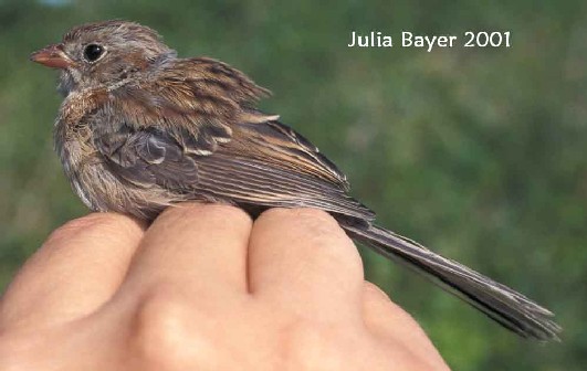 Foto: Field Sparrow