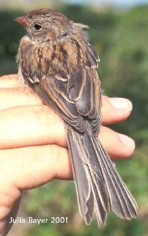 Foto: Field Sparrow