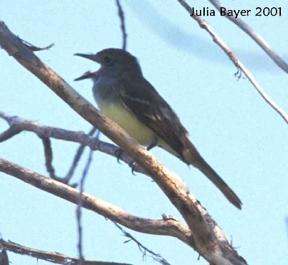 Foto: Great Crested Flycatcher