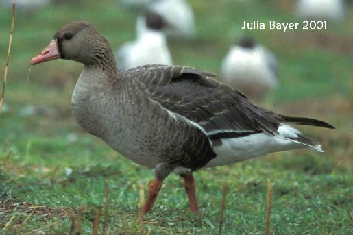 Foto: Greater White-fronted Goose