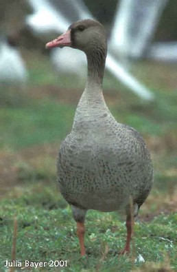 Foto: Greater White-fronted Goose